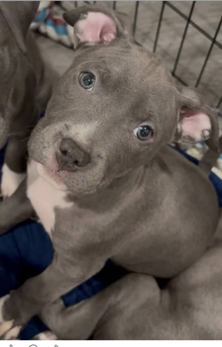 Pittie Pups for Sale image 1