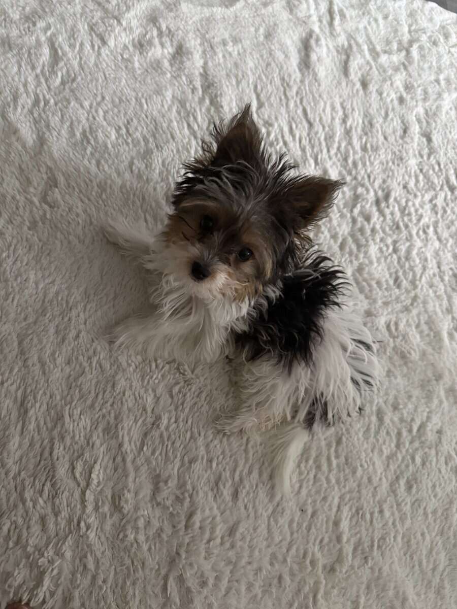 Biewer Yorkie image 4