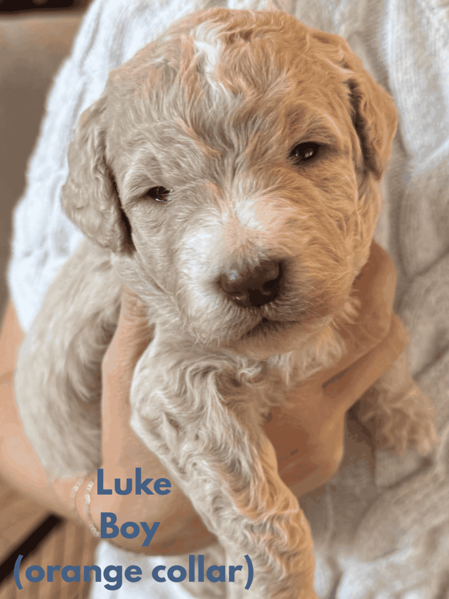 Medium Doubledoodle Goldendoodle Labradoodle Pups image 7