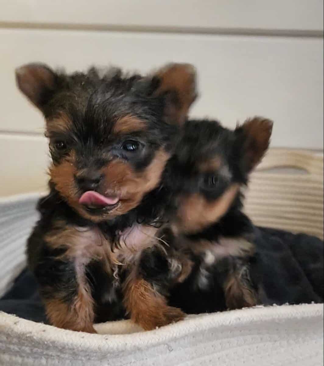 Teacup Yorkshire Terriers image 5