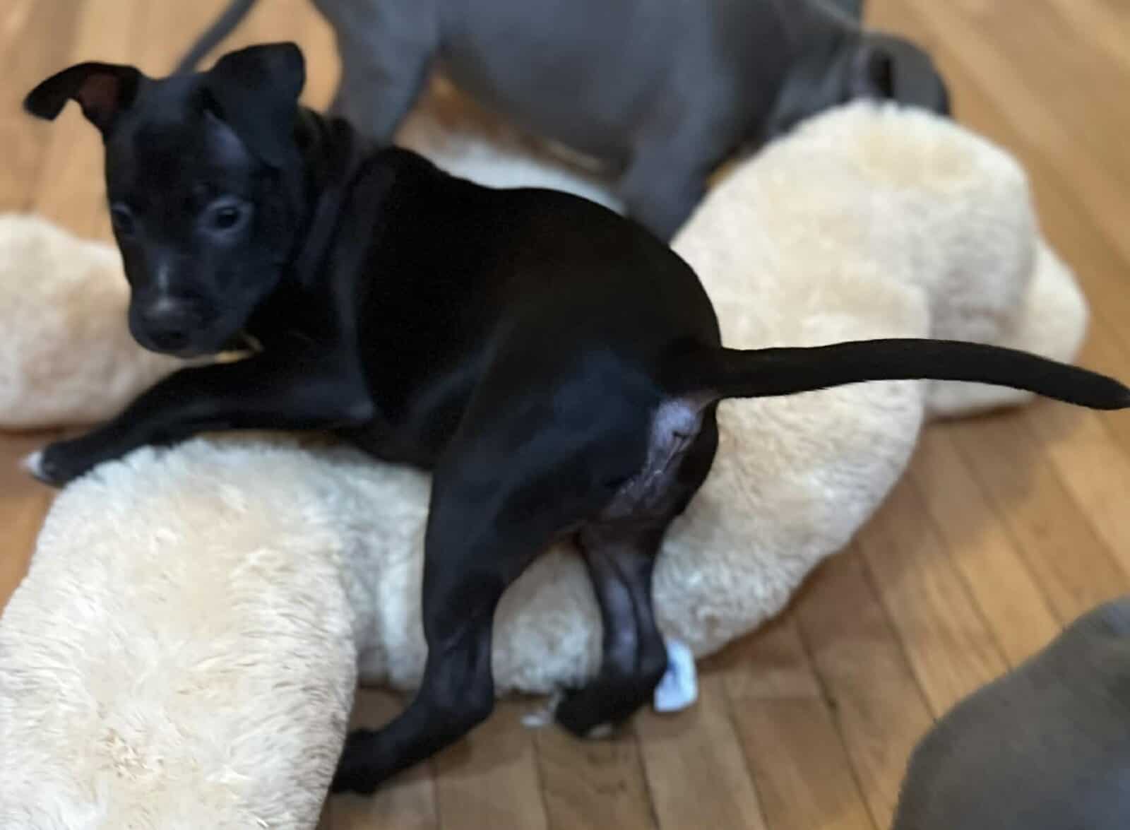 Blue Nose Pit Bull Puppies image 2