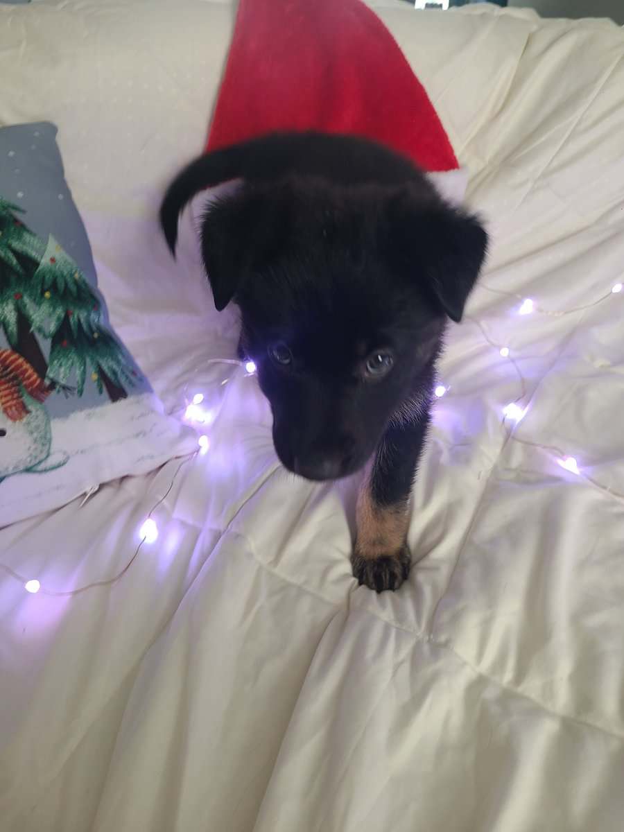 Wolf / German Shepherd Puppy - Midnight Storm image 5