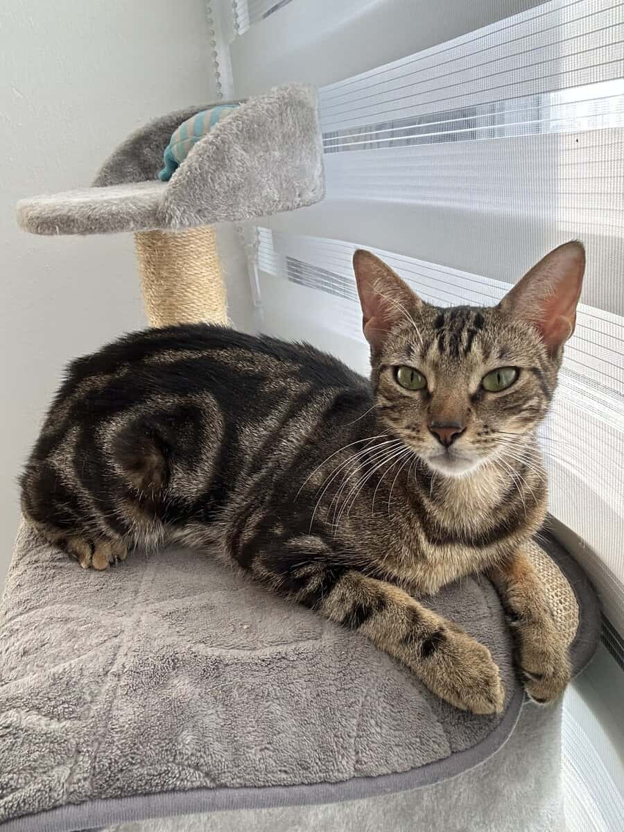 Beautiful Female Bengal Cat Looking for a Loving H image 3