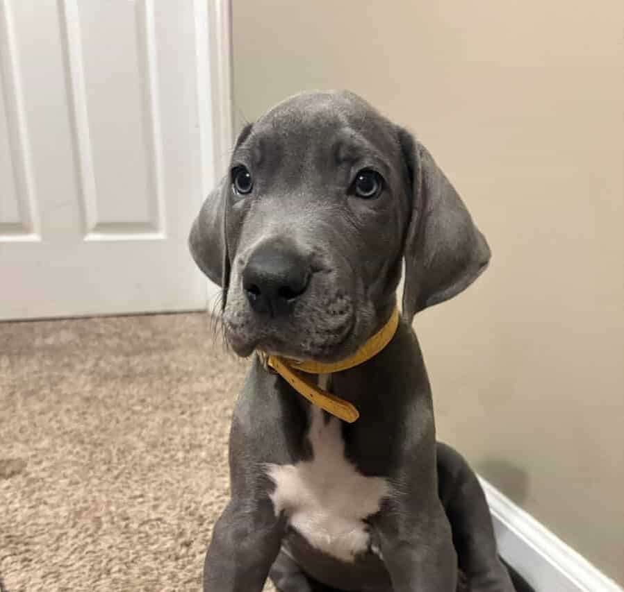 Great Dane puppy looking for forever Home image 1