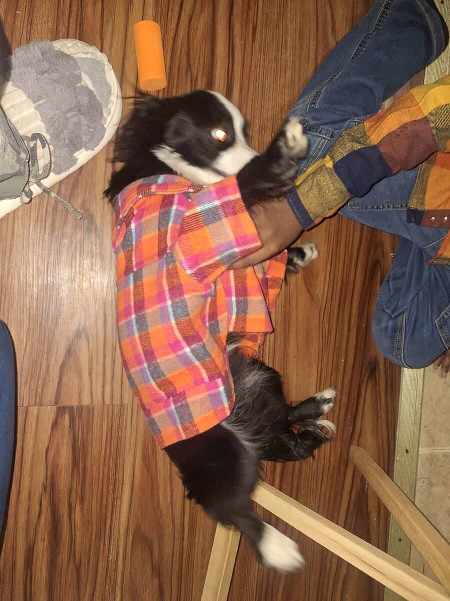 Dog for sale image 2