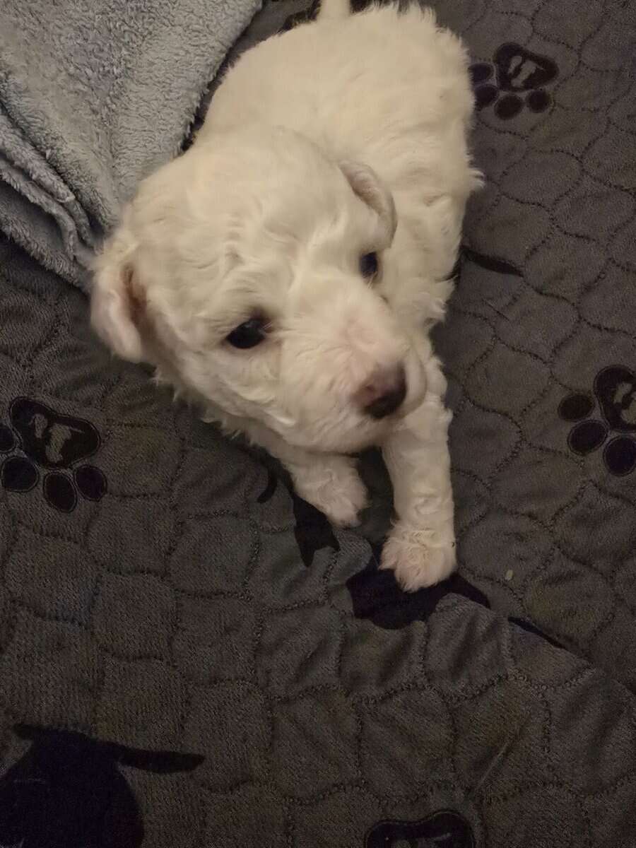 CHRISTMAS BICHON PUPPIES image 4