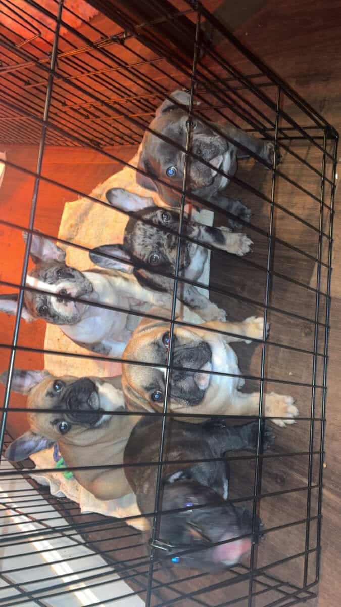 Frenchie image 1