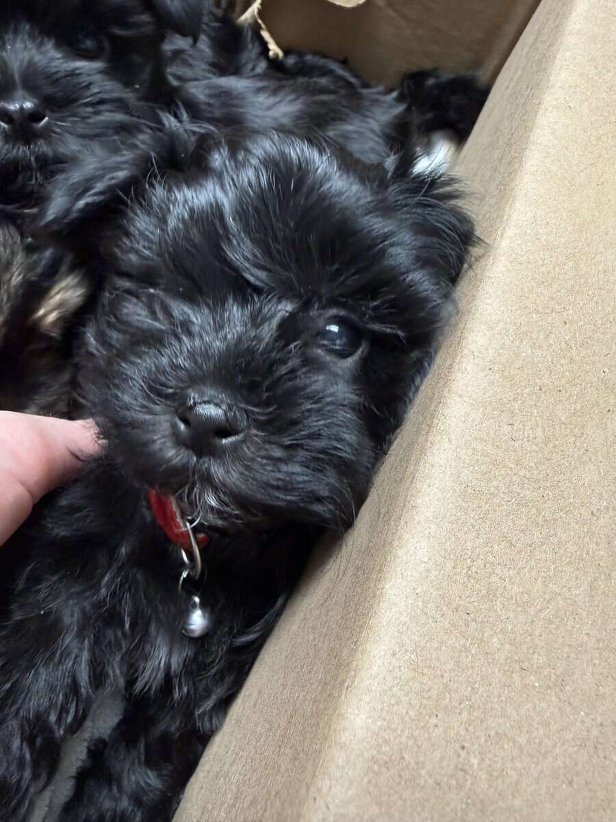 Morkie puppies image 1