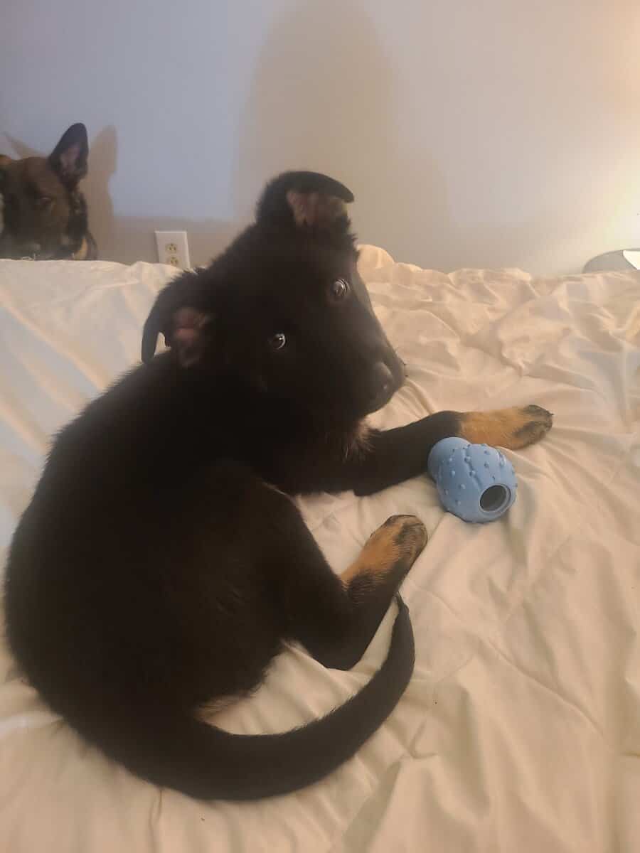 Wolf / German Shepherd Puppy - Midnight Storm image 4