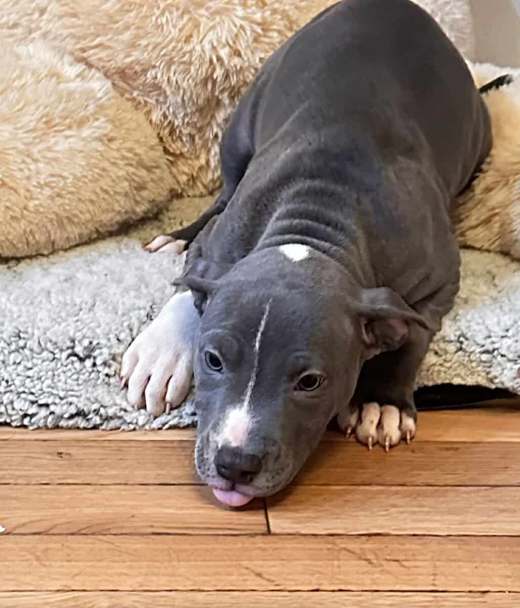 Blue Nose Pit Bull Puppies image 4