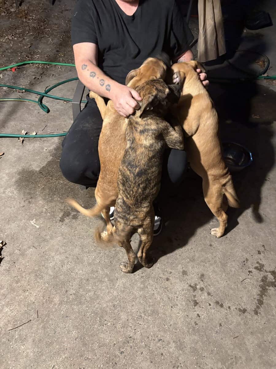Cane corso mix with American pit bull image 3