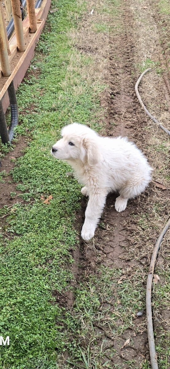 Great Pyrenees image 1