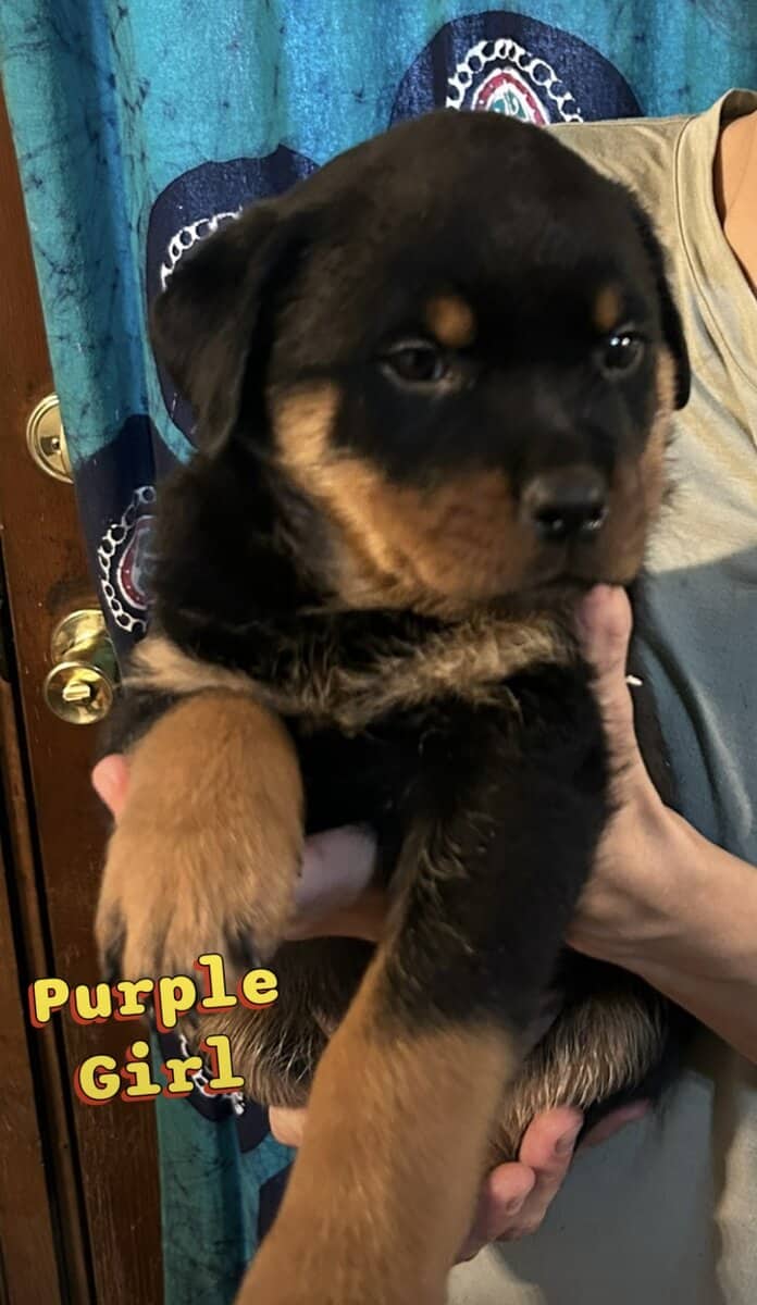 Rottweiler Puppies- AKC Champion bloodlines image 3