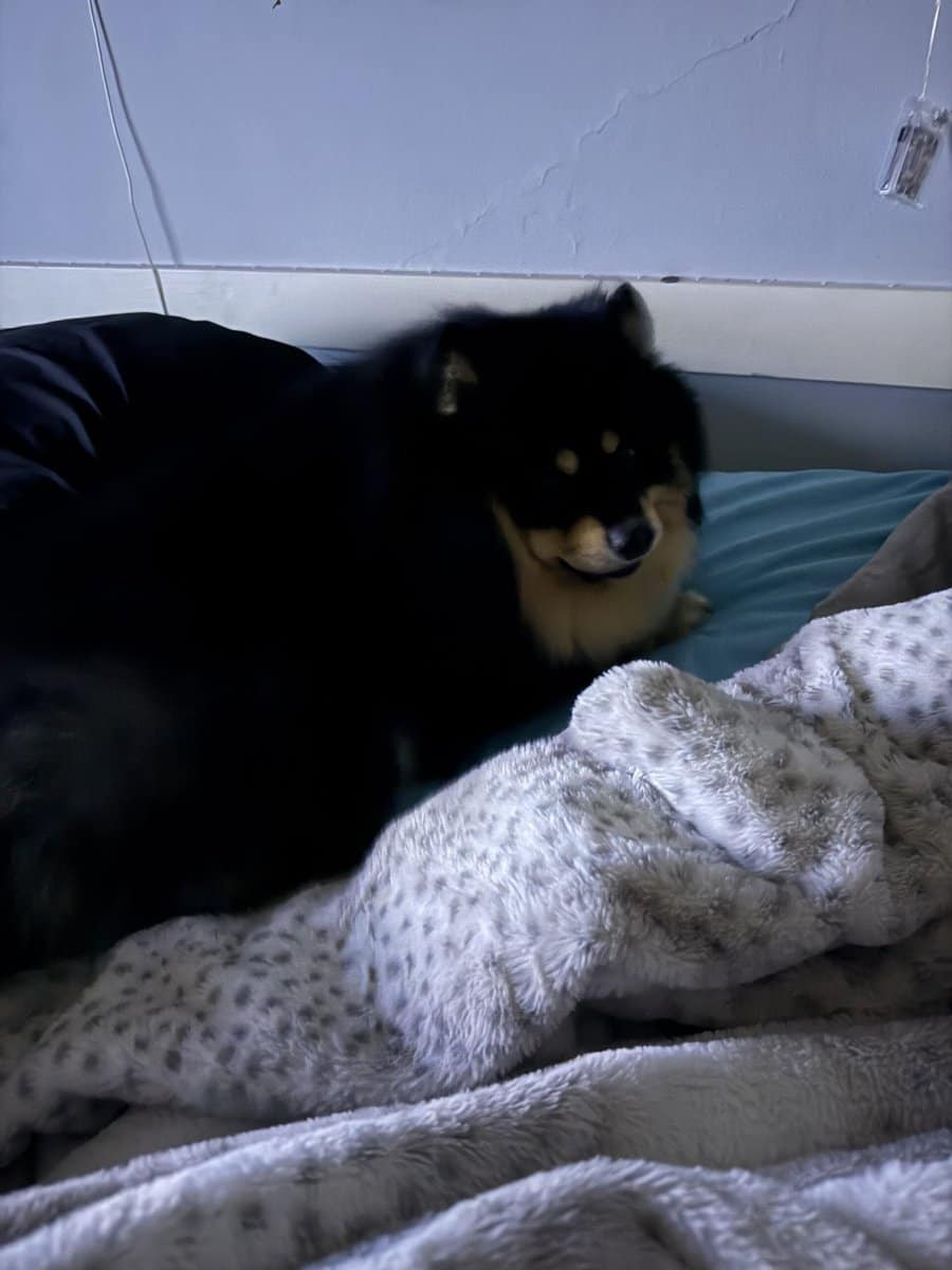 Dog for sale! image 1