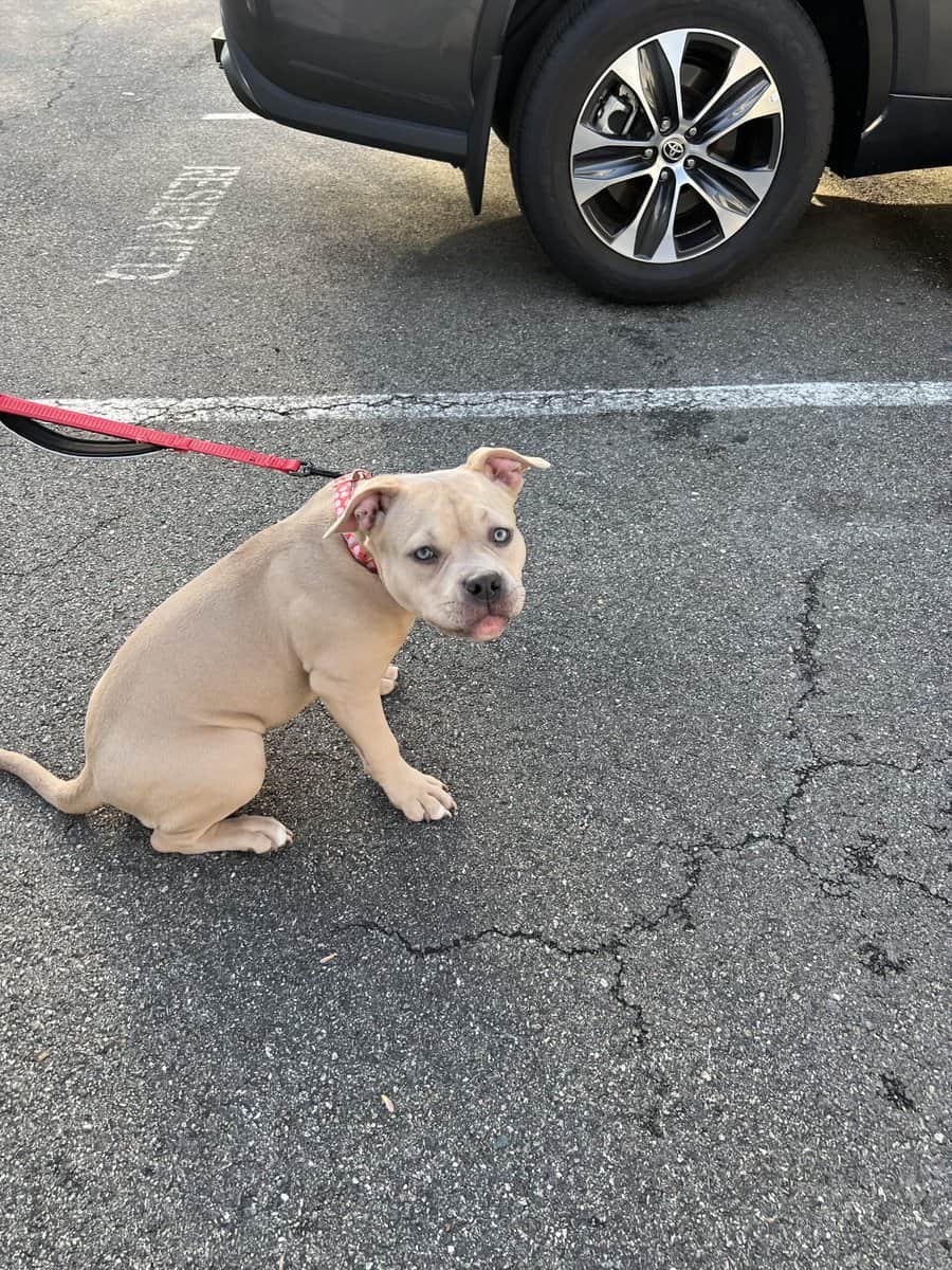 Full Breed American Pocket Bully image 11