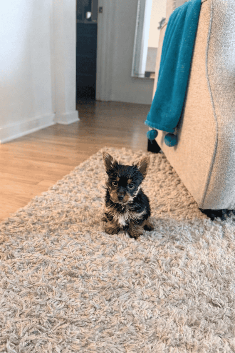 Purebred male Yorkie image 6