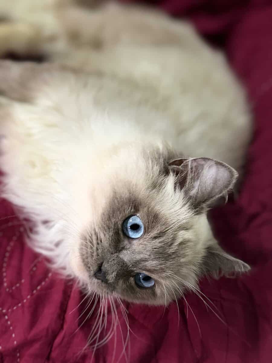 Pure Bred Rag doll Kitten named Pepsi image 6