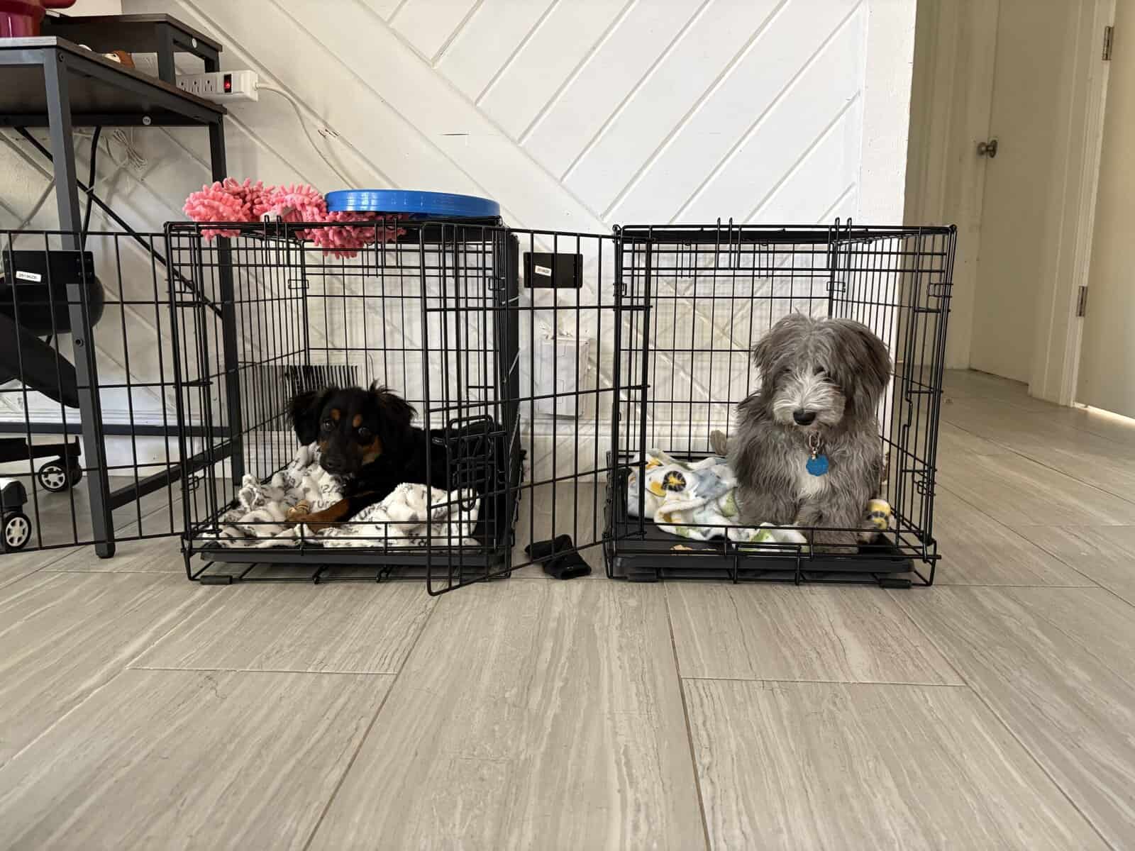 6 mo old pup - Benie image 6