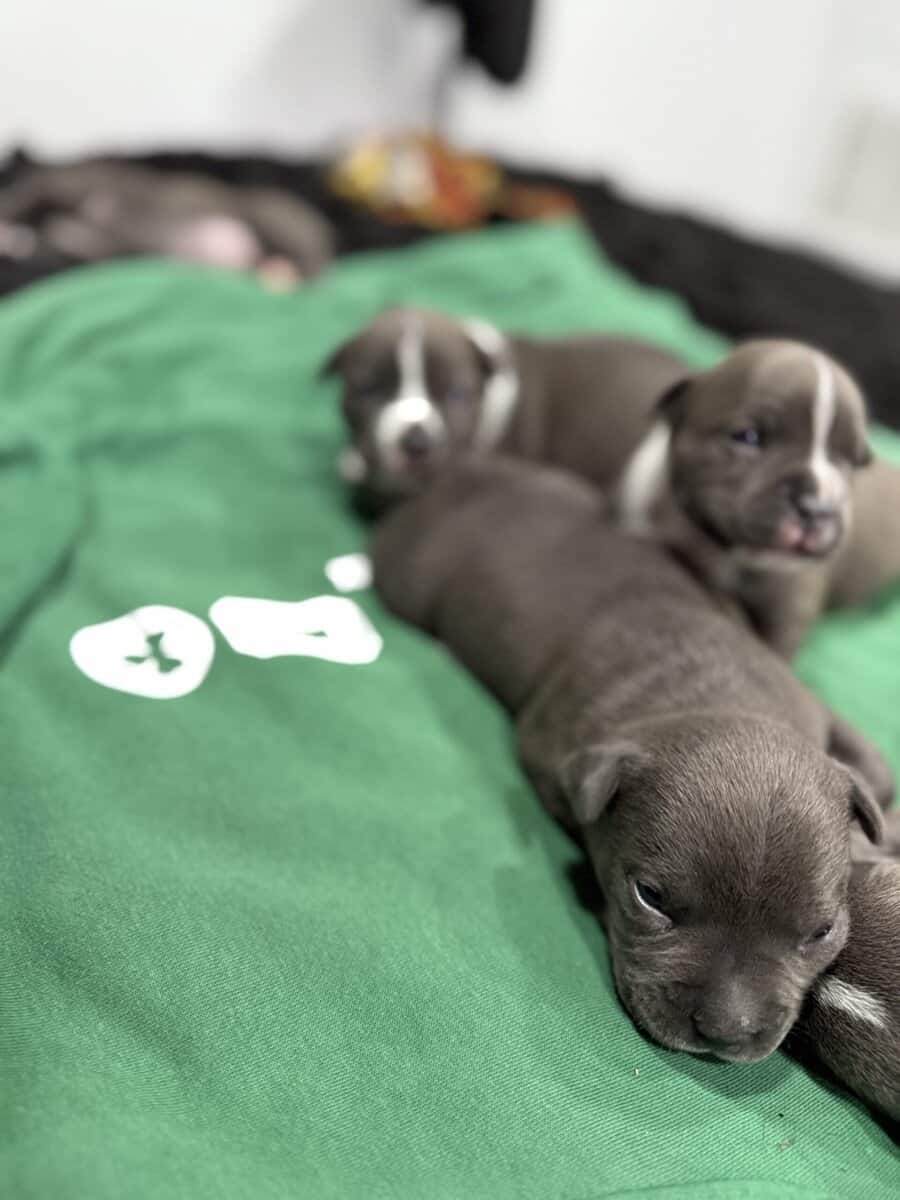 American Bully Puppies For Sale image 3