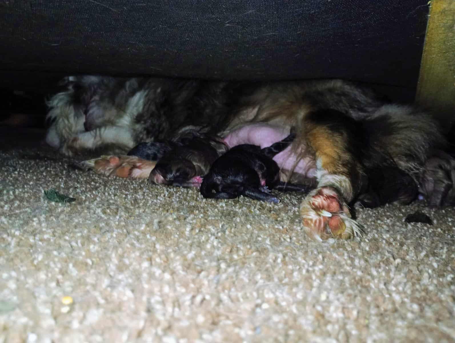 Aussiedoodle puppies image 2