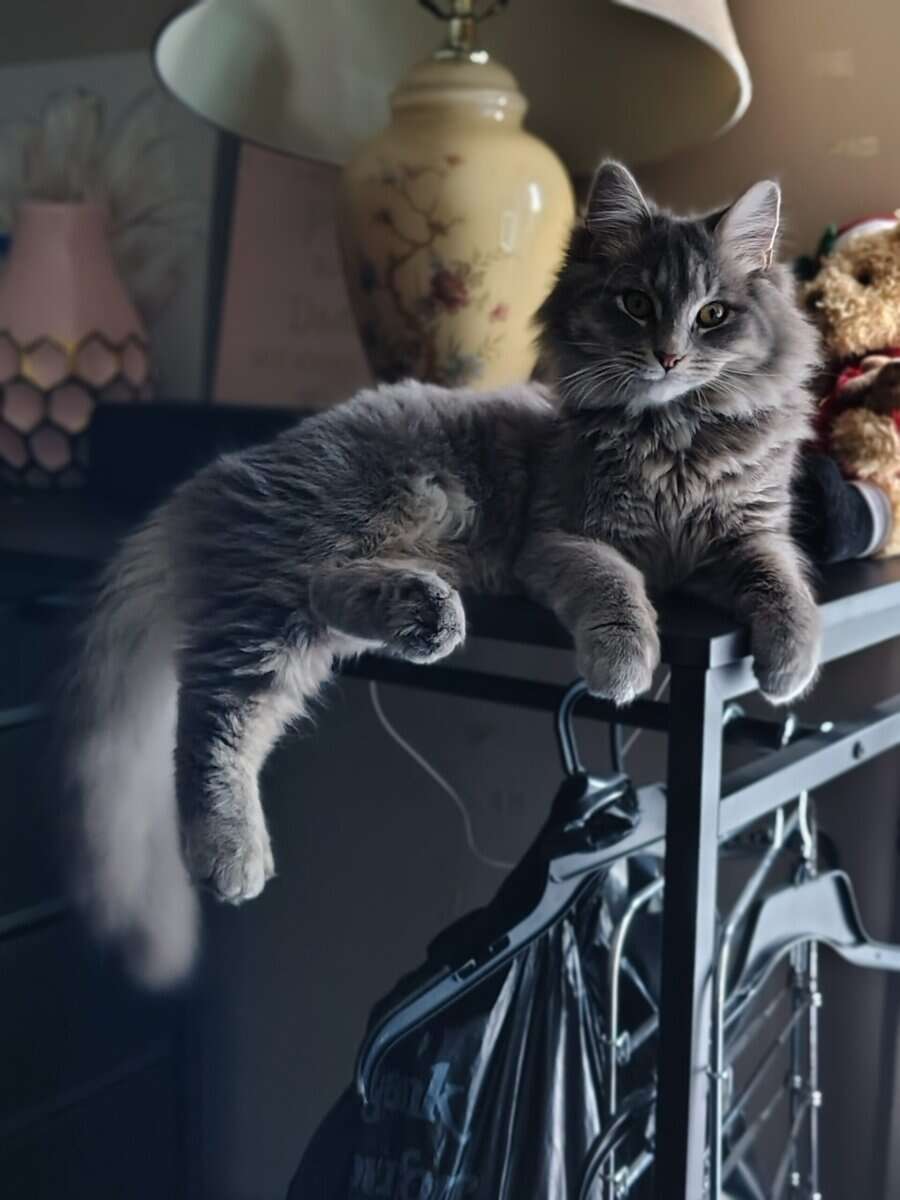 Siberian Kitten need forever home. image 13