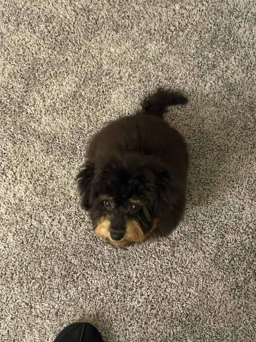 Rehoming for our Puppy image 6