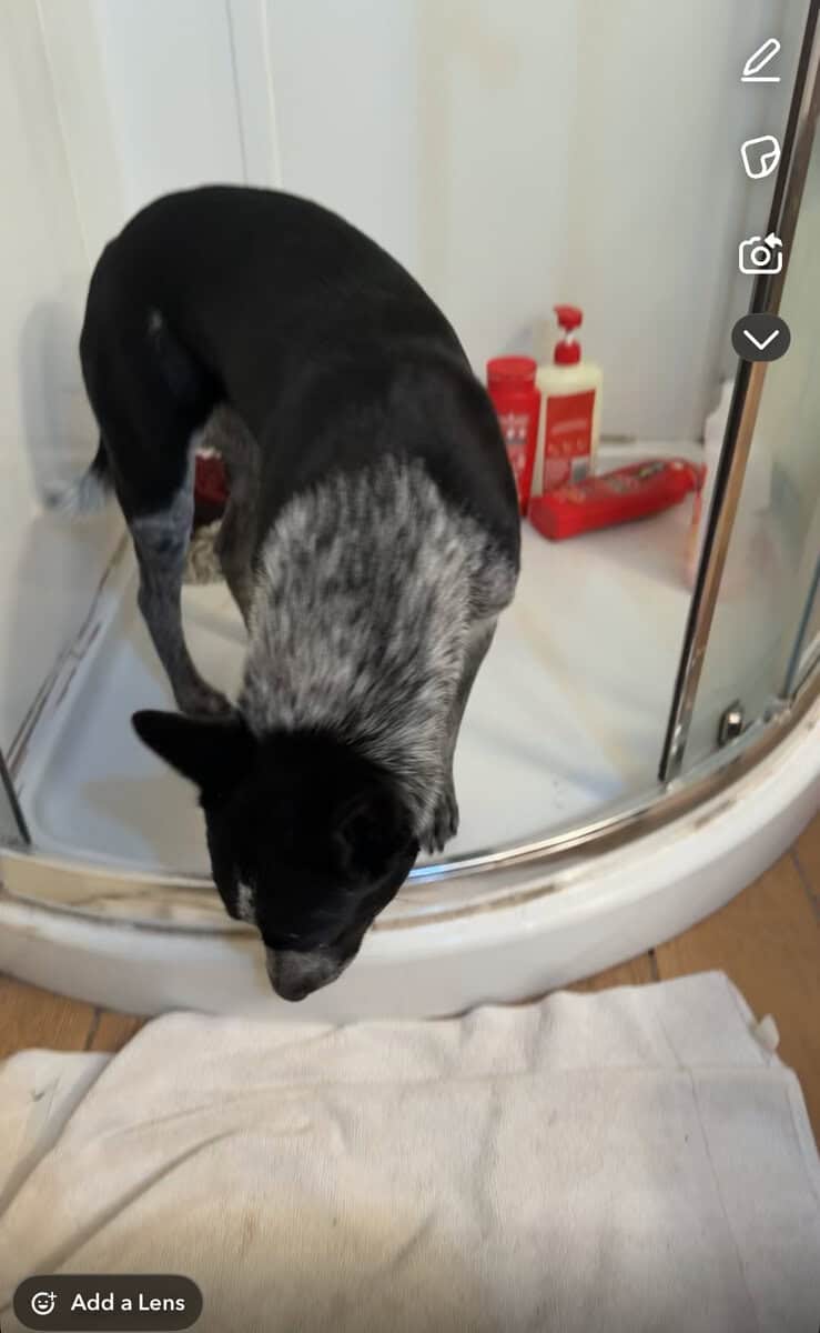 Blue heeler image 1