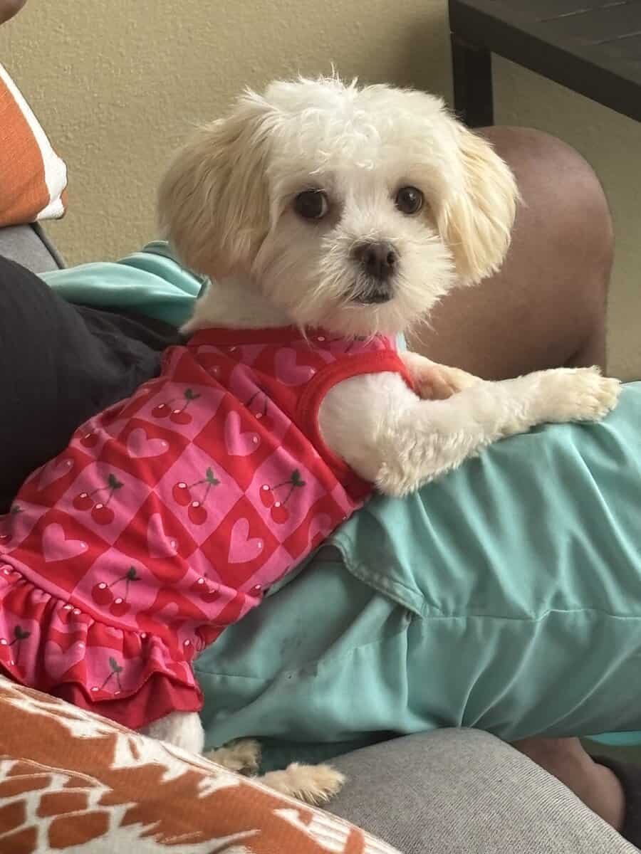 1-Year-Old Shih Tzu / Maltese Mix – Sweet, Loving, image 4