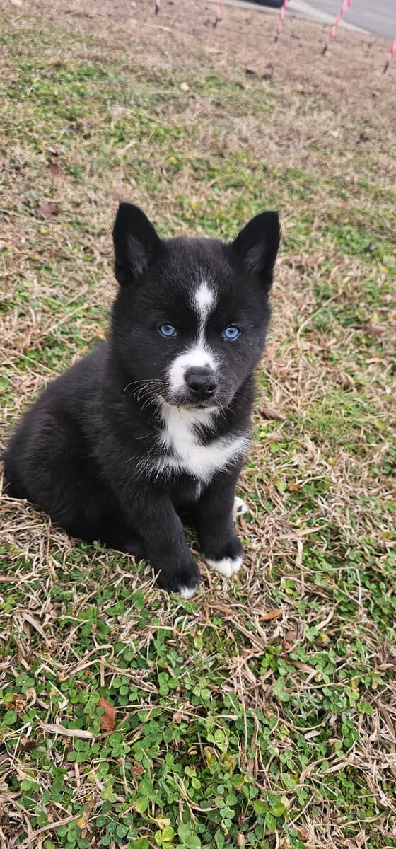 Aveline the Pomsky image 5