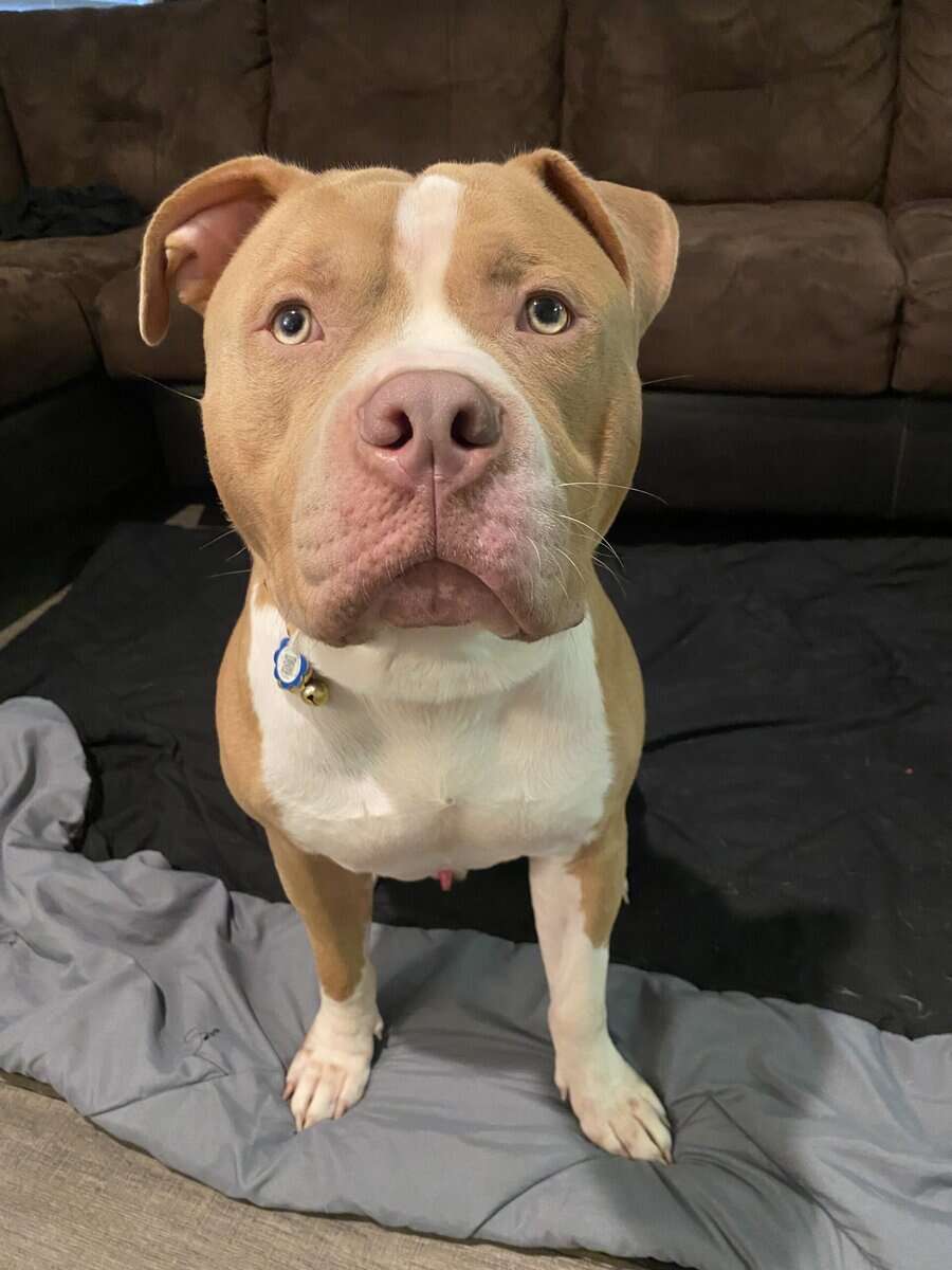 11month Old American Bully image 2