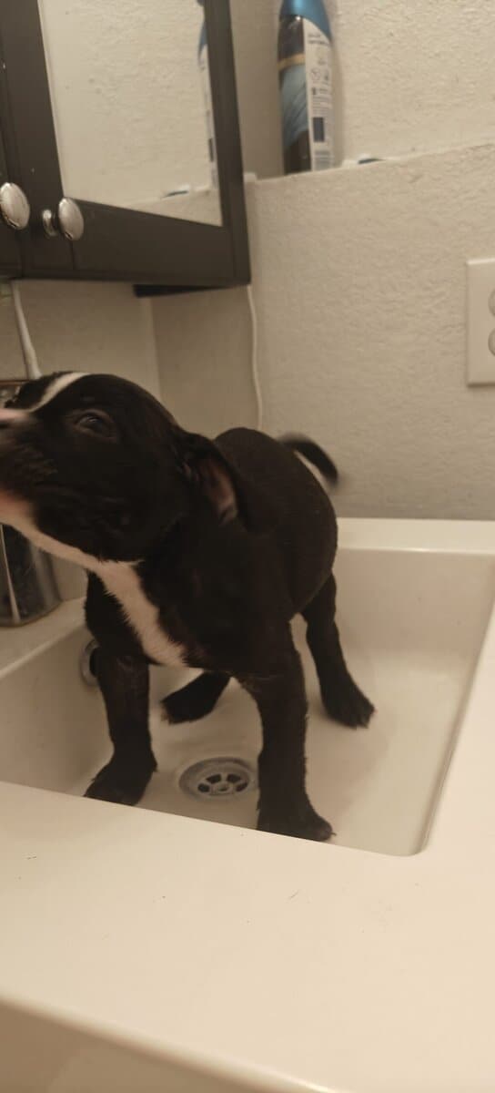 Levitt bulldogge / French bulldog hybrids image 7