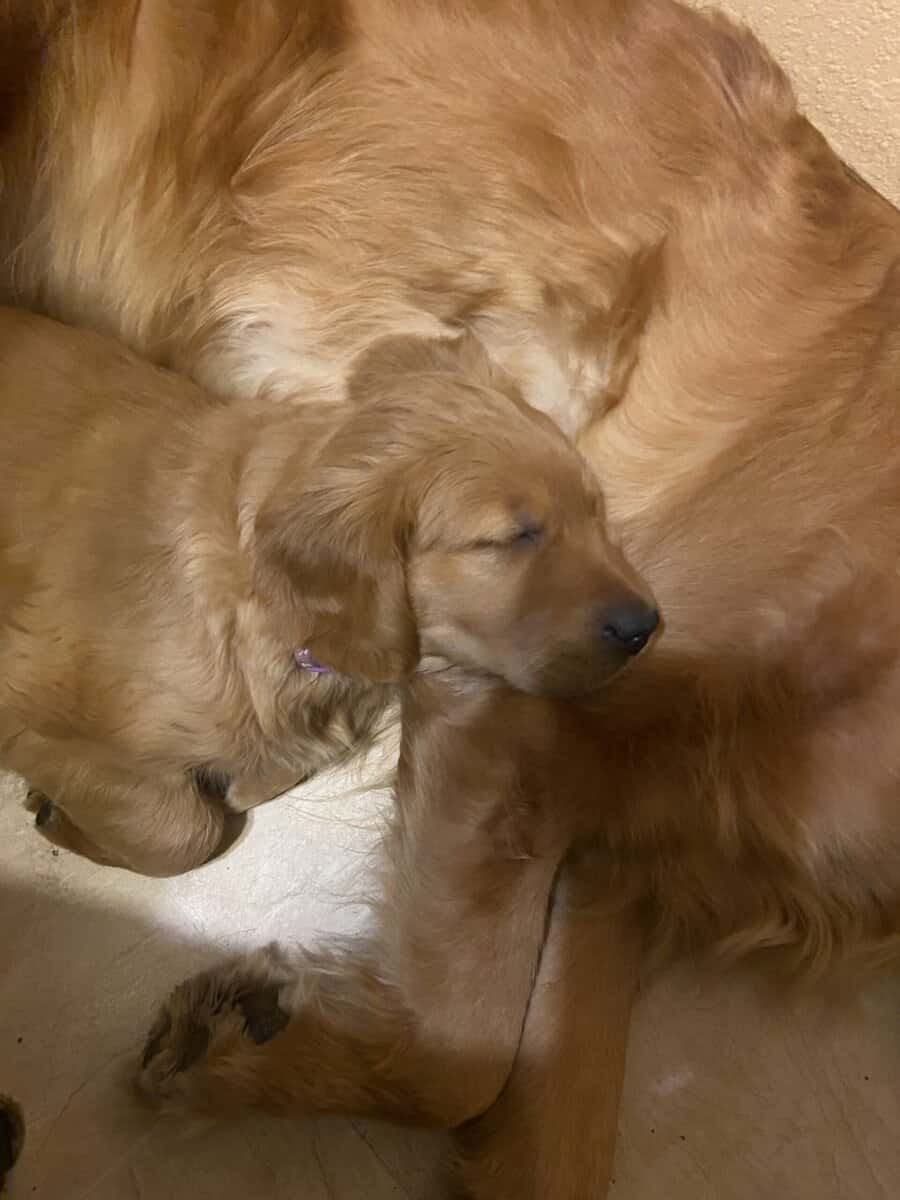 Golden Retriever Puppies image 3