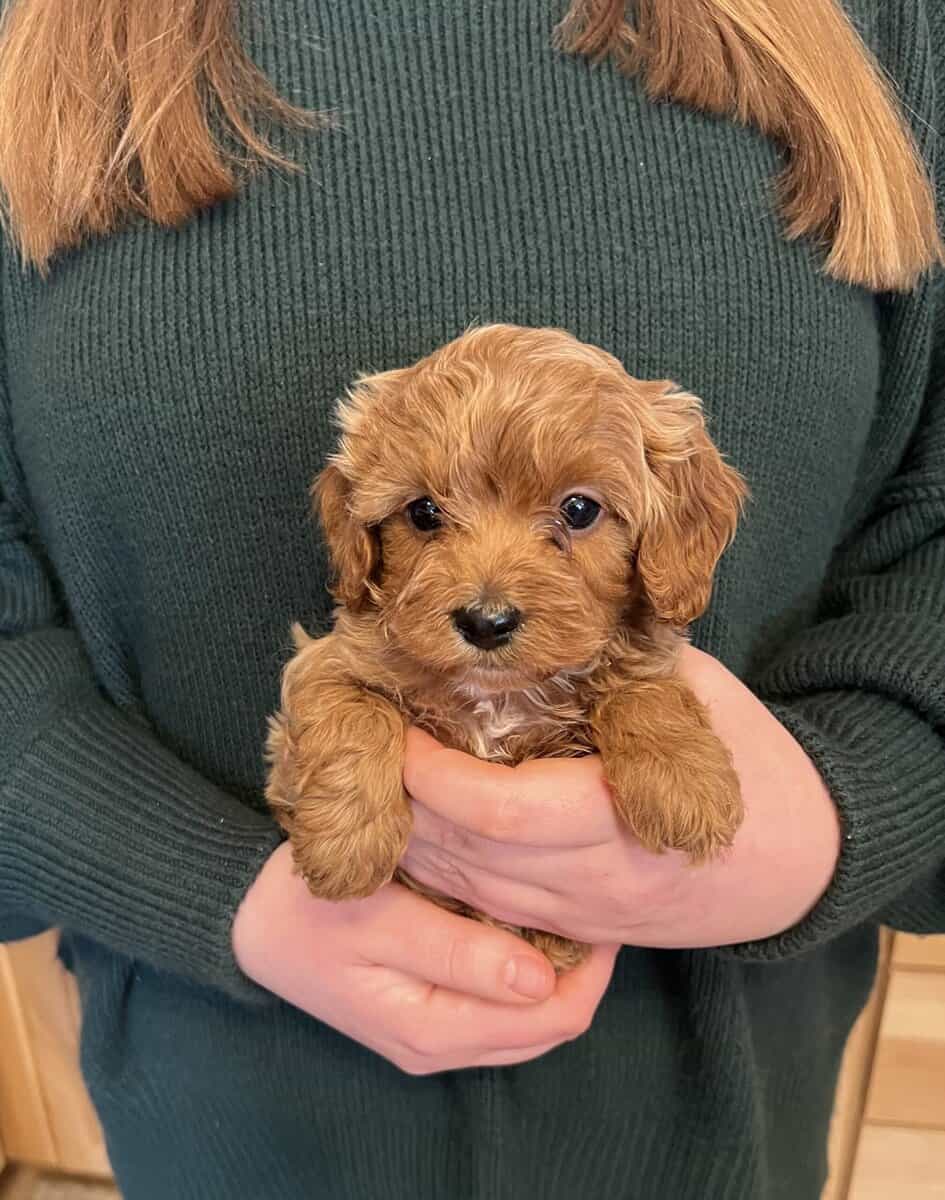 Male Cavapoo image 2