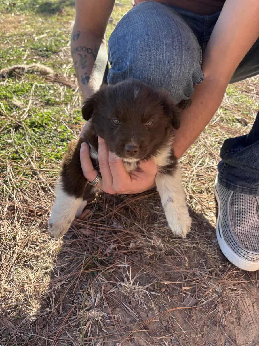 Mini/toy Aussies image 11