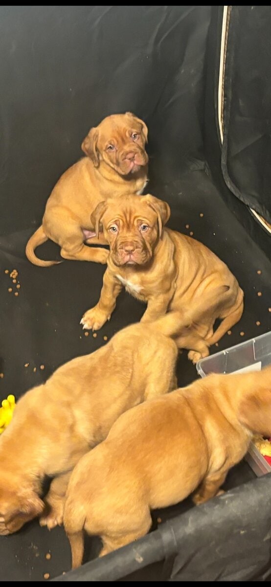 Champ BL/ 8 week old Dogue De Bordeaux pups image 16