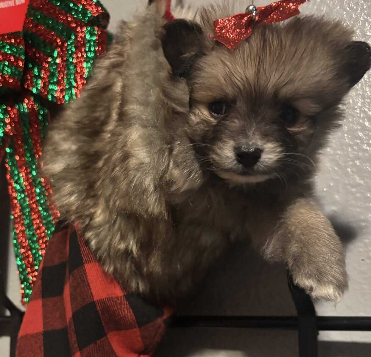 Pomeranian puppies image 9