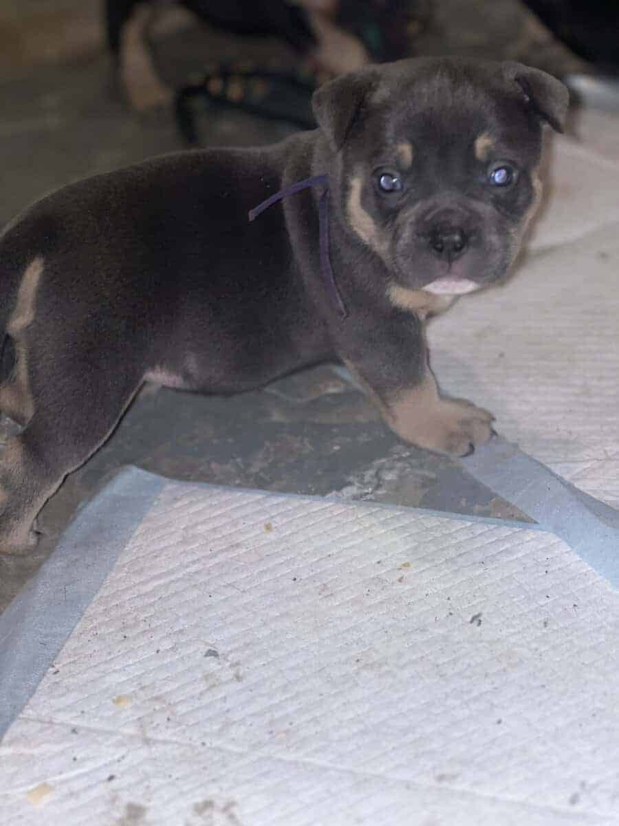 5 month blue tri female image 9