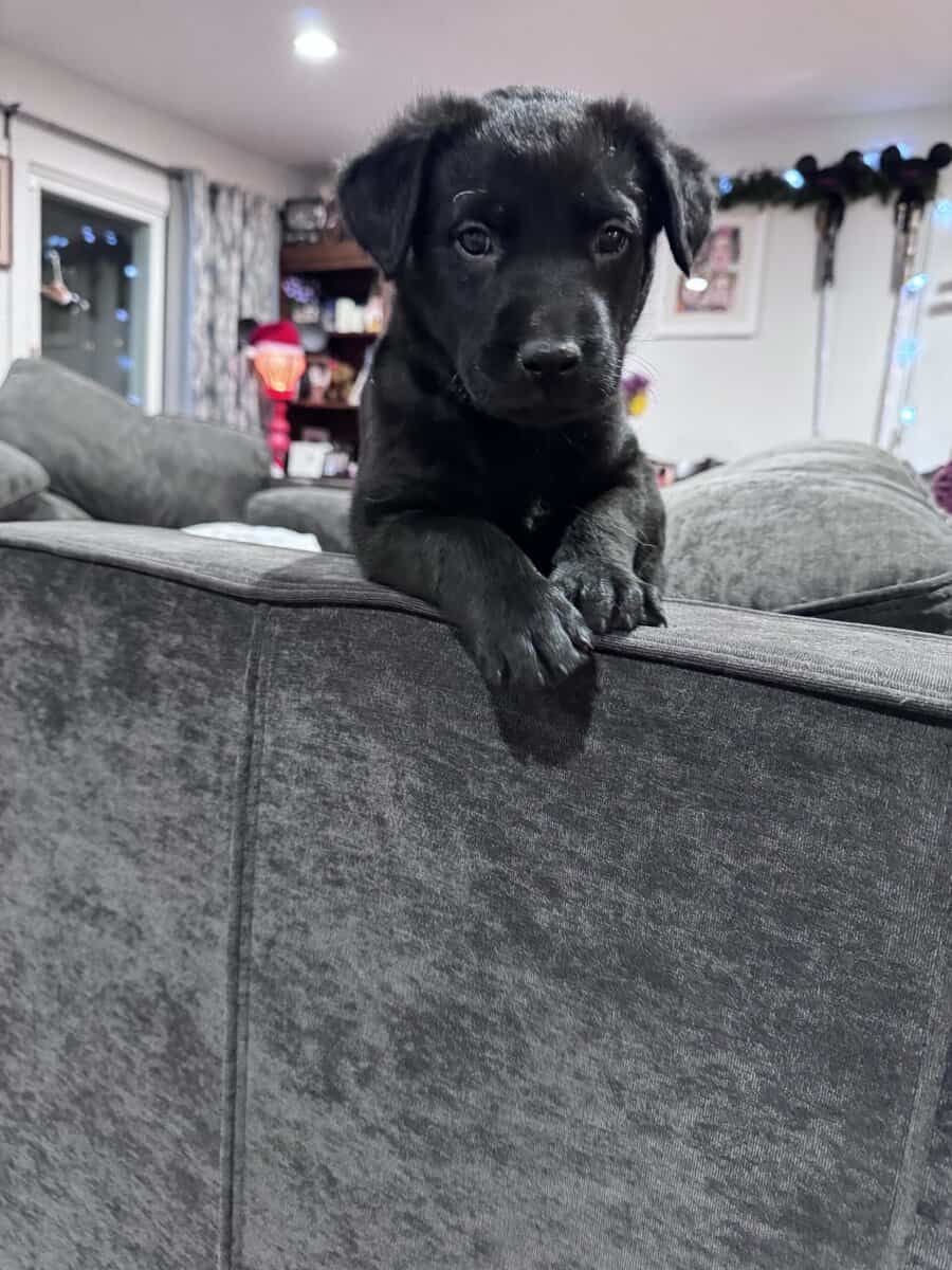 Cuddly, Sweet Belgian Malinois/Lab Puppies image 7