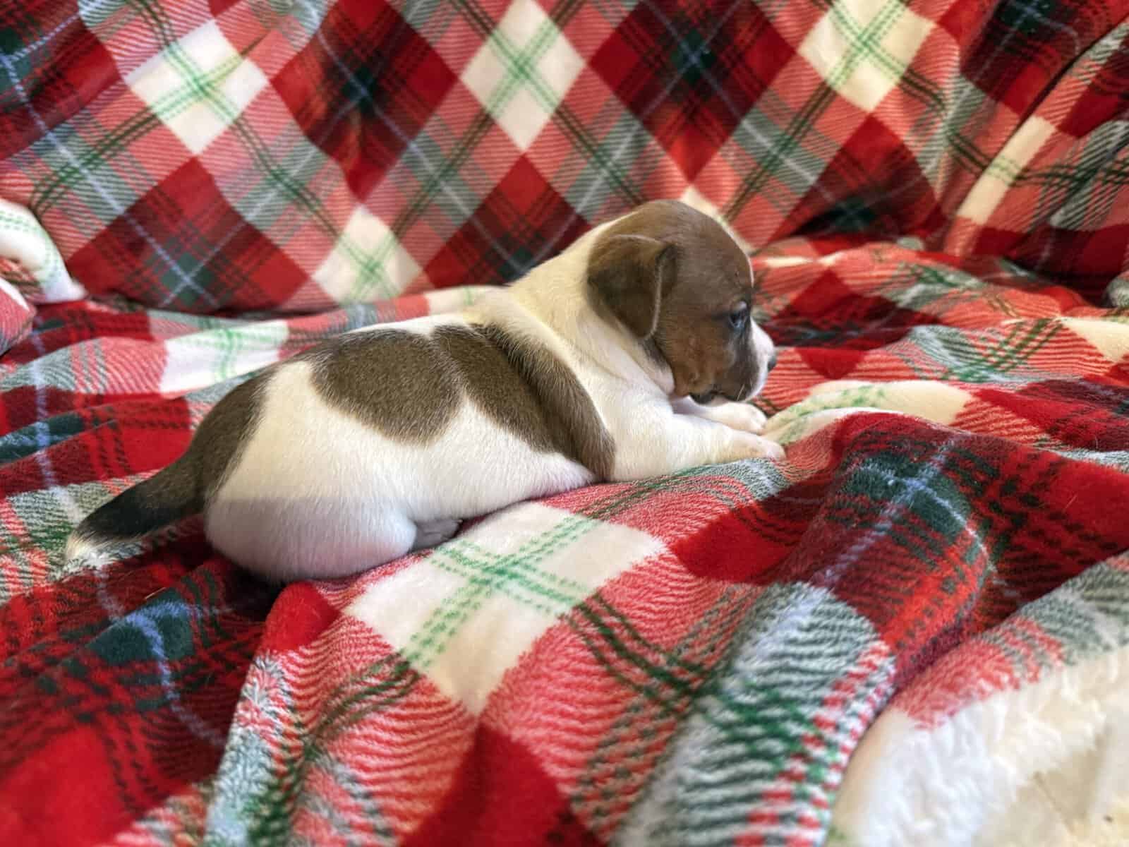 AKC JACK RUSSELL TERRIER PUPPIES “SHORTIES” image 2