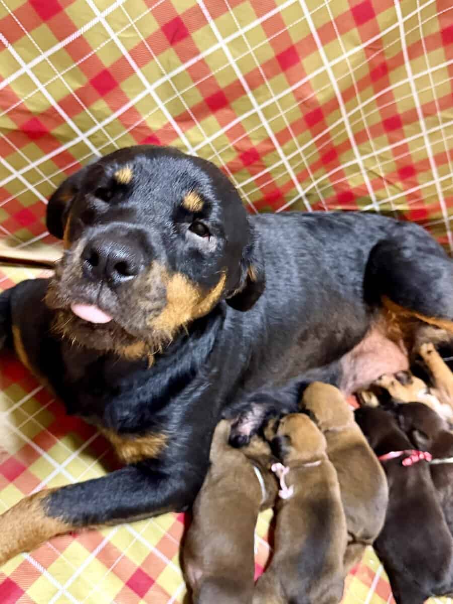 Rottweiler/Boxer puppies image 1