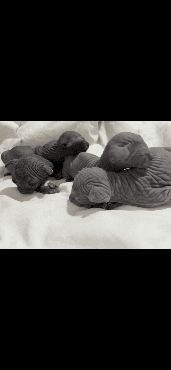 Beautiful Hairless Sphynx Kittens image 4
