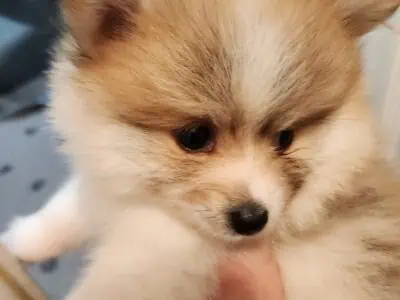 Pomeranian Puppy