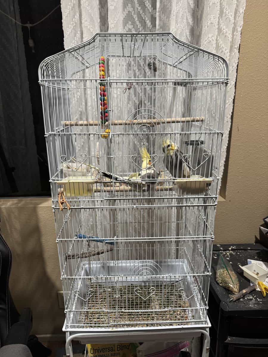 Male and Female Cockatiel for Sale image 3