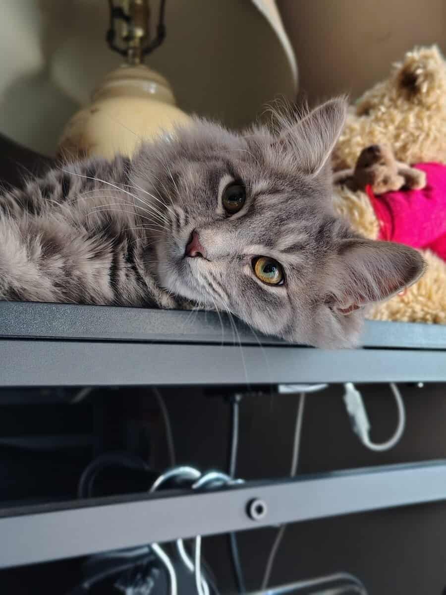 Siberian Kitten need forever home. image 10