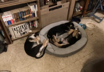 German Shepherd Christmas Puppies