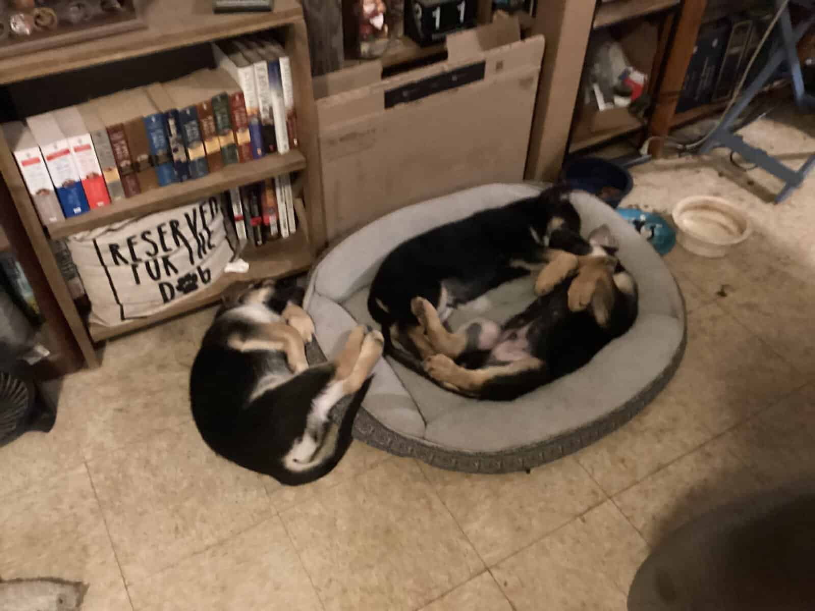 German Shepherd Christmas Puppies image 1