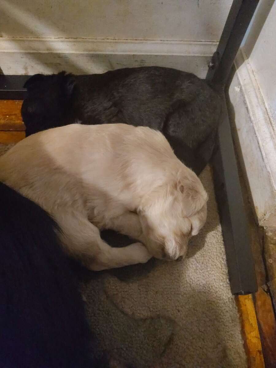 Puppies for sale image 14