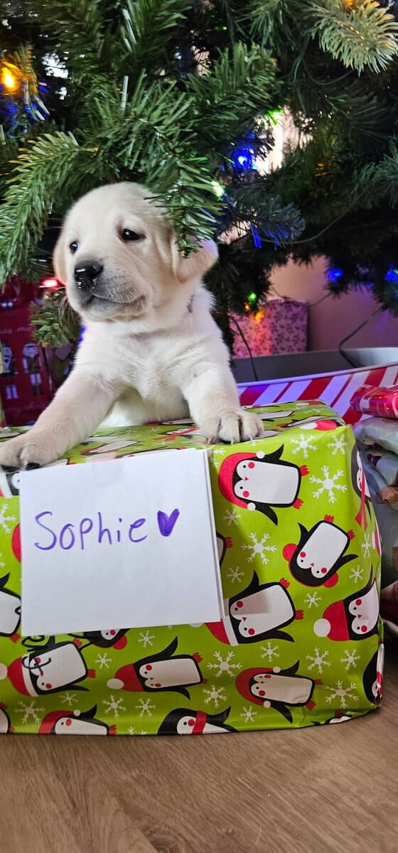 White Yellow Labrador Puppies image 5