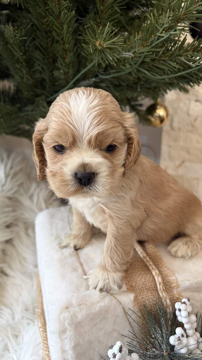 Cocker spaniel puppies image 2