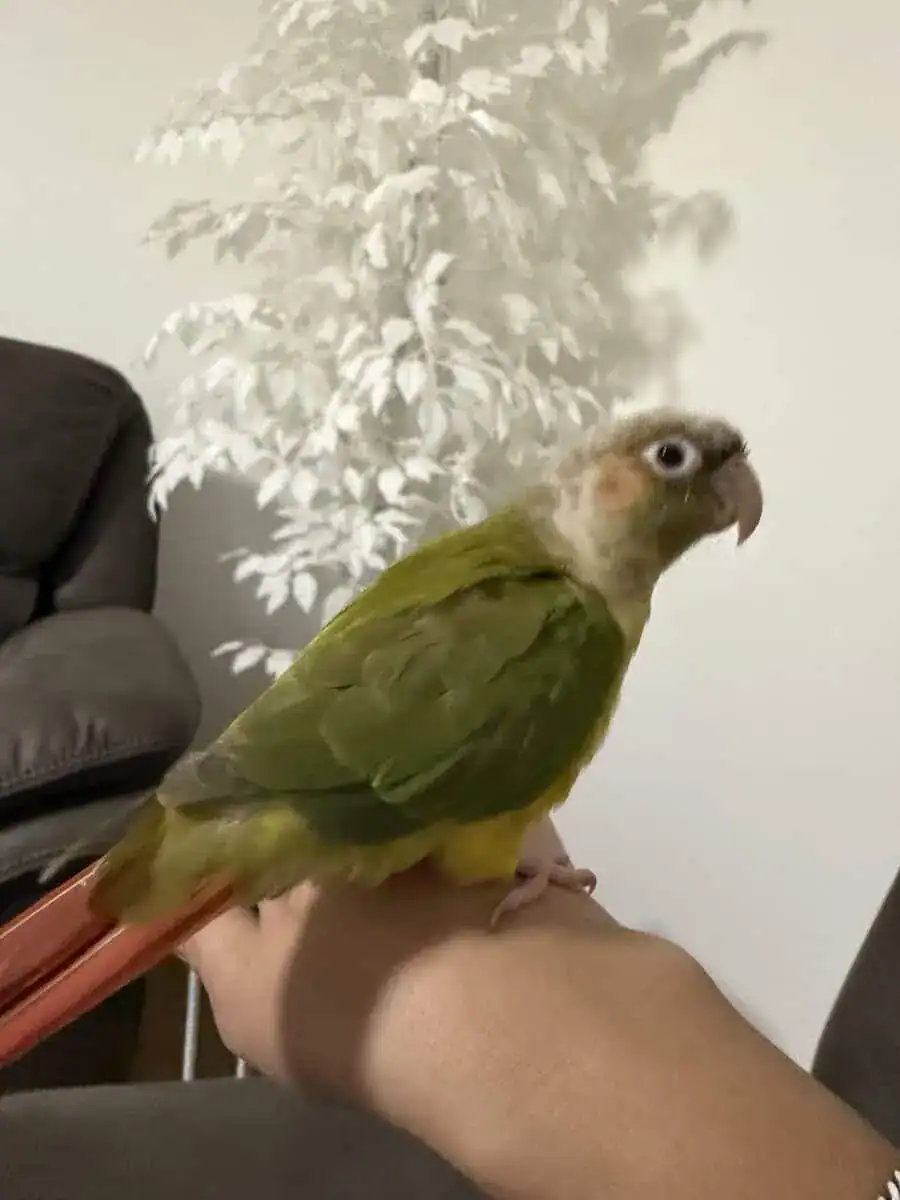 Green cheek conure and pineapple image 6